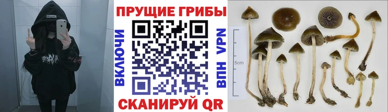 Галлюциногенные грибы Psilocybe  цена наркотик  даркнет формула  Ростов 